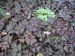 315 Longwood Gardens [2008 August 23]